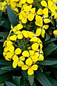 ERYSIMUM RYSI BRONZE