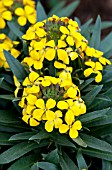 ERYSIMUM RYSI BRONZE