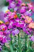 ERYSIMUM WINTER ORCHID