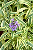 ERYSIMUM HYBRID VARIEGATUM