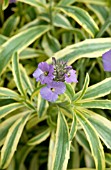 ERYSIMUM HYBRID VARIEGATUM