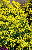 ERYSIMUM HYBRIDUM CANARIES YELLOW