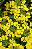 ERYSIMUM HYBRIDUM CANARIES YELLOW