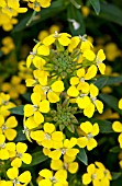 ERYSIMUM HYBRIDUM CANARIES YELLOW