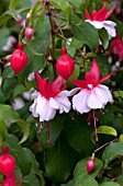 FUCHSIA ANGEL EARRINGS DOUBLE RED