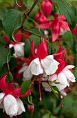 FUCHSIA ANGEL EARRINGS DOUBLE RED