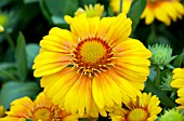 GAILLARDIA GRANDIFLORA ARIZONA APRICOT