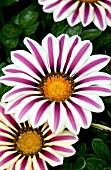 GAZANIA BIG KISS WHITE FLAME