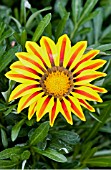 GAZANIA BIG KISS YELLOW FLAME