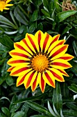 GAZANIA BIG KISS YELLOW FLAME