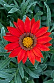 GAZANIA KISS FROSTY RED