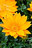 GAZANIA NEW DAY ORANGE CLEAR