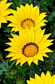 GAZANIA NEW DAY YELLOW