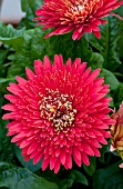 GERBERA JAMESONII CARTWHEEL AUTUMN COLORS