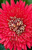 GERBERA JAMESONII CARTWHEEL AUTUMN COLORS