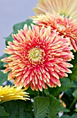 GERBERA JAMESONII CARTWHEEL AUTUMN COLORS