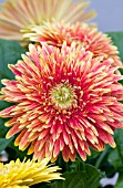 GERBERA JAMESONII CARTWHEEL AUTUMN COLORS