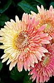 GERBERA JAMESONII CARTWHEEL AUTUMN COLORS