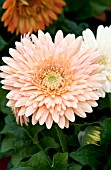 GERBERA JAMESONII CARTWHEEL CHARDONNAY