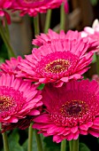 GERBERA JAMESONII EVERGLADES