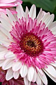 GERBERA JAMESONII EVERGLADES