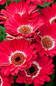 GERBERA JAMESONII EYECATCHER RED