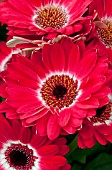 GERBERA JAMESONII EYECATCHER RED