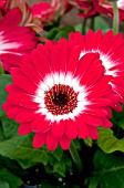 GERBERA JAMESONII EYECATCHER RED