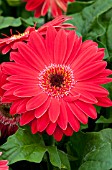 GERBERA JAMESONII FESTIVAL CHERRY WITH EYE