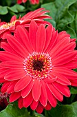 GERBERA JAMESONII FESTIVAL CHERRY WITH EYE