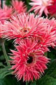 GERBERA JAMESONII FESTIVAL SPIDER SALMON WITH EYE