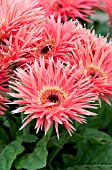 GERBERA JAMESONII FESTIVAL SPIDER SALMON WITH EYE