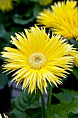 GERBERA JAMESONII FESTIVAL SPIDER YELLOW