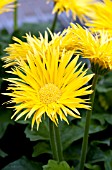 GERBERA JAMESONII FESTIVAL SPIDER YELLOW