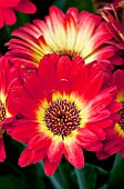 GERBERA JAMESONII FIREBALL DARK CENTRE