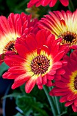 GERBERA JAMESONII FIREBALL DARK CENTRE