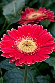 GERBERA JAMESONII REDWOOD