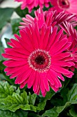 GERBERA JAMESONII REVOLUTION NEON ROSE