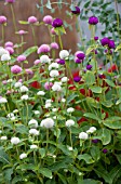 GOMPHRENA GLOBOSA MIX