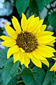 HELIANTHUS ANNUUS CHOCO SUN