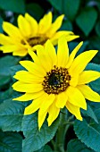 HELIANTHUS ANNUUS CHOCO SUN