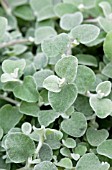 HELICHRYSUM PETIOLARE WHITE LICORICE