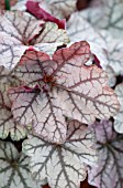 HEUCHERA CARNIVAL SILVER STREAK