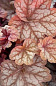 HEUCHERA CARNIVAL WATERMELON