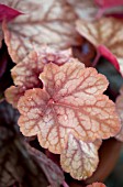 HEUCHERA CARNIVAL WATERMELON