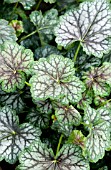 HEUCHERA AMERICANA MARVELOUS MARBLE