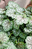 HEUCHERA AMERICANA MARVELOUS MARBLE