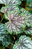 HEUCHERA AMERICANA MARVELOUS MARBLE