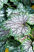 HEUCHERA AMERICANA MARVELOUS MARBLE