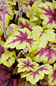 HEUCHERELLA STOPLIGHT